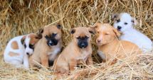 Stire din Social : Primăria Constanța ne îndeamnă: "Adoptă un cățel!"