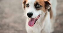 Campanie de sterilizare gratuită a câinilor din Eforie