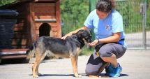 Stire din Social : Campanie de sterilizare gratuită a câinilor din comuna 23 August