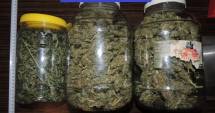 Stire din Eveniment : Galerie foto. Zeci de kilograme de canabis confiscate de ofițerii antidrog