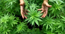 Stire din Actualitate : Mexicul a legalizat consumul de canabis în scop medical