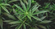 Stire din Actualitate : Costa Rica autorizează producție și consumul de canabis în scop medicinal
