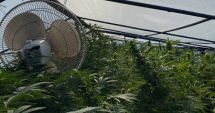 Stire din Actualitate : Plantație de canabis în România cu fonduri europene! Banii erau destinați unei ferme de legume