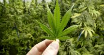 Stire din Social : Anunțul lui Eugen Teodorovici despre legalizarea canabisului în scop medicinal
