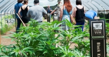Stire din Actualitate : Undă verde la cannabis.  Încă o țară europeană anulează interdicțiile privind cultivarea