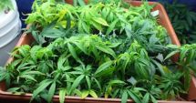 Stire din Eveniment : Cultură de cannabis, într-un apartament din Murfatlar