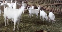Stire din Social : Focar de pestă a micilor rumegătoare în localitatea Sinoie. Au fost sacrificate peste 200 de capre