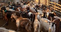 Stire din Economie : Se instituie zonă de protecție în jurul focarului de pesta micilor rumegătoare în localitatea Stejaru