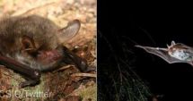 Stire din Actualitate : Două noi specii de lilieci, descoperite în Europa și Magreb