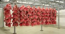 Stire din Economie : România reia exporturile de carne de porc în China