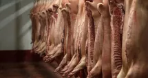 Stire din Economie : Producătorii de carne de porc avertizează: Fermele riscă să se închidă din cauza prețurilor