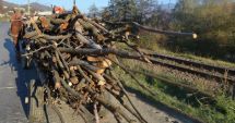 Stire din Eveniment : A început sezonul furturilor de lemne, la Constanța! Bărbat prins cu sute de kilograme de material lemnos