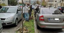 Stire din Social : Castani, arțari și mesteceni vor înfrumuseța Constanța