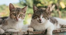 Stire din Social : Peste 700 de câini şi pisici sterilizate în ultima lună la Constanţa