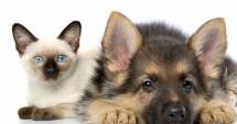 Stire din Social : Cât au cheltuit, anul trecut, românii cu animalele de companie