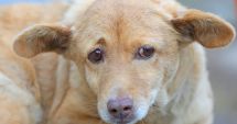 Stire din Social : Adoptaţi-o pe Frunză şi nu veţi regreta!