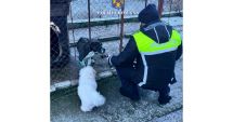Stire din Eveniment : Percheziţii într-un dosar penal deschis pentru organizarea de lupte între câini
