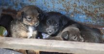 Stire din Eveniment : Cruzimea față de animale, pedepsită! Ce amendă a primit un bărbat care a abandonat 5 pui de câine într-o cutie de carton