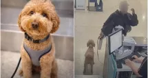 Stire din Actualitate : Fără suflet! O femeie și-a abandonat cățelul în aeroport și a plecat spre îmbarcare