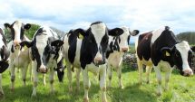 Stire din Economie : Câţi bani primesc crescătorii de bovine pentru ajutorul de COVID