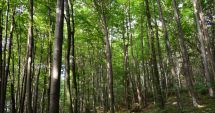 Stire din Actualitate : CEDO obligă statul român să retrocedeze 17.000 de hectare de pădure, altfel va plăti despăgubiri de 70 de milioane de euro
