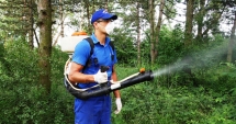 Stire din Politică-Administrație : Primăria Cernavodă a dat startul acțiunii de combatere a insectelor