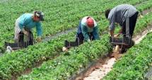 Stire din Economie : Cine a beneficiat de plățile APIA