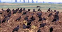 Stire din Social : Pagube uriașe în agricultură din cauza păsărilor care distrug culturile imediat după răsărire
