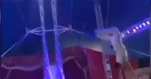Stire din Eveniment : Șoc la circ! Un acrobat a căzut peste spectatori în timpul unui număr extrem de periculos