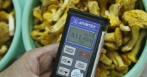 Stire din Actualitate : Urme de cesiu radioactiv în ciupercile importate din Rusia și Belarus!
