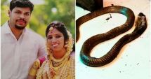 Stire din Actualitate : Un bărbat din India și-a ucis soția bogată cu o cobră, după ce nu a reușit să o omoare cu o viperă