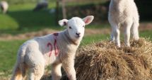 Stire din Social : Mieii, la control! Inspectorii sanitari veterinari sunt cu ochii pe comercianţi