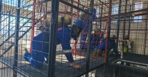 Stire din Social : Concursul Național de Salvare Minieră și de Suprafață, câștigat pentru al doilea an de salvatorii de la Petromidia