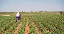 Stire din Economie : Condiții de eligibilitate relaxate, pentru plățile directe în agricultură