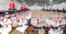 Consiliul Concurenţei investighează piaţa cărnii de pasăre