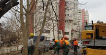 Stire din Social : Continuă toaletarea și corecția arborilor în municipiul Constanța