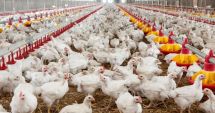 Stire din Social : Amenzi pentru fermele de păsări din Lumina şi Mihail Kogălniceanu