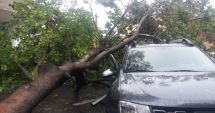 Stire din Eveniment : Constanța: Un copac a căzut peste trei mașini parcate