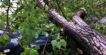 Stire din Actualitate : Bărbat ucis de un copac care a căzut peste el