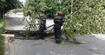 Stire din Social : Copacii bătrâni, un pericol la adresa constănțenilor