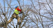Administrația locală începe lucrările de toaletare a arborilor din Constanța