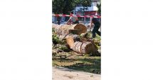 Stire din Social : Mai mulți copaci din parcul Tomis 2 au fost tăiați! Ce spune Primăria Municipiului Constanța