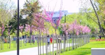 Stire din Social : Parcul Tăbăcărie prinde viață. Arbori noi și gazon refăcut în zona Cetate–Zodiac