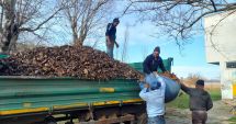 Stire din Social : Copacii din Constanța, curăţaţi şi toaletaţi