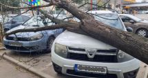 Stire din Social : Vântul puternic a făcut prăpăd în țară. Copaci smulși din rădăcină și mașini distruse