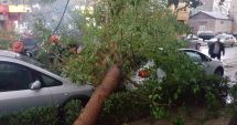 Stire din Eveniment : Zeci de copaci căzuți în tot județul Constanța. Care sunt daunele produse