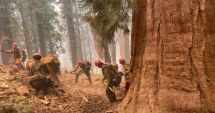 Stire din Actualitate : Cei mai înalți copaci din lume sunt în pericol să fie înghițiți de un uriaș incendiu