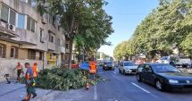 Stire din Social : Coroanele arborilor de-a lungul străzii, toaletate pentru a nu încurca circulația rutieră