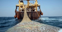 Stire din Economie : Cote de șprot și calcan în pescuitul de la Marea Neagră