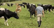 Stire din Economie : Crescătorii de animale au primit banii în conturi